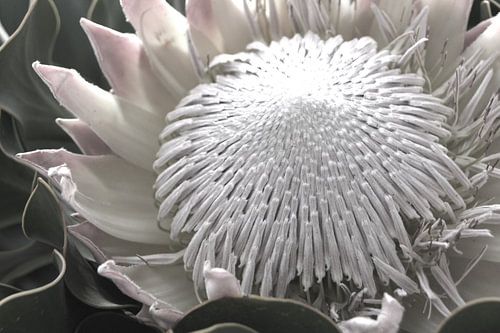 Protea 3
