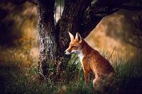 Vos bij het Amsterdamse waterleidingduinen