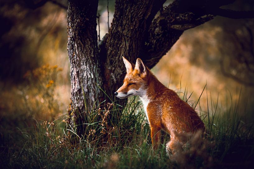 Fox in der Nähe der Amsterdamer Wasserversorgungsdünen von Björn van den Berg