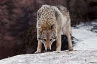 Een mooie en sterke vrouwelijke wolf staat met zijn hoofd naar beneden en snuift de grond op (wolfst van Michael Semenov thumbnail