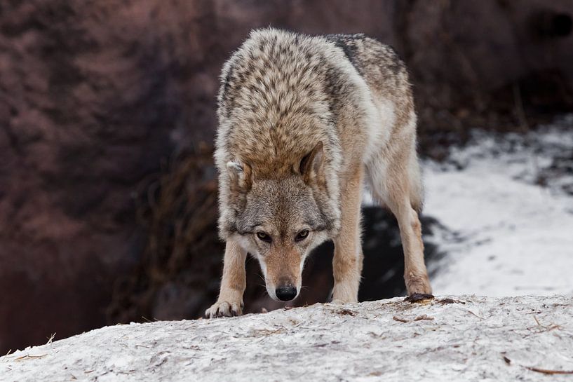 Een mooie en sterke vrouwelijke wolf staat met zijn hoofd naar beneden en snuift de grond op (wolfst van Michael Semenov