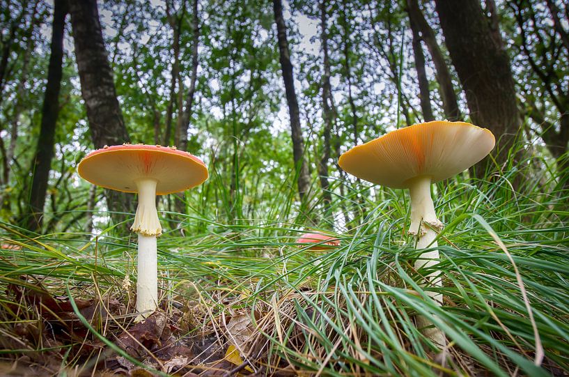 Pilze im Herbst von Mark Bolijn