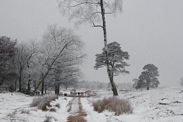Sheep in Drents-Friese Wold in a peaceful part of the countryside in the Netherlands by Harry van Rhoon