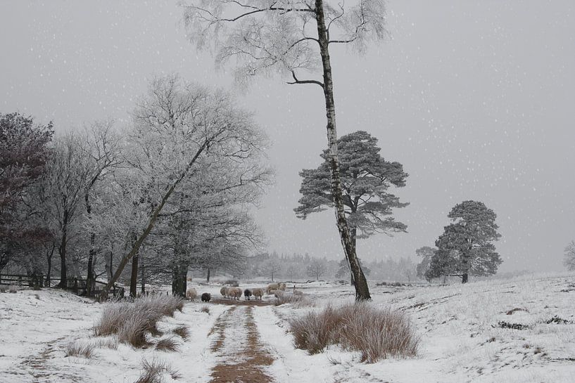 Sheep in Drents-Friese Wold in a peaceful part of the countryside in the Netherlands by Harry van Rhoon