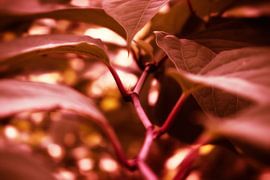 Naturpfad - Herbstrot