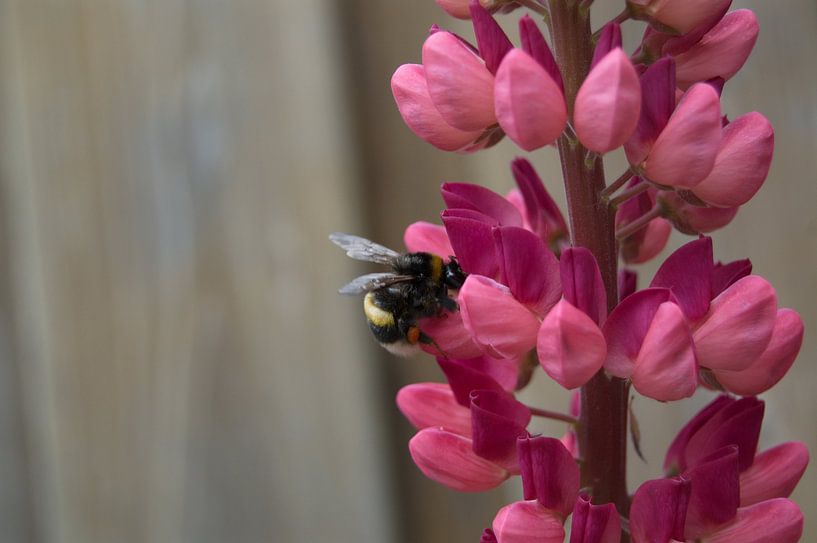 Bij op bloem by Rob de Jong