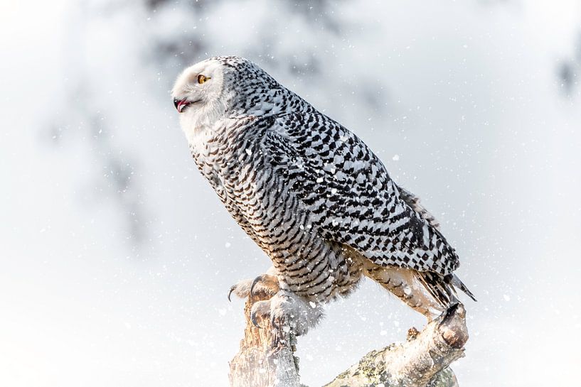Snowy Owl by Lisa Dumon
