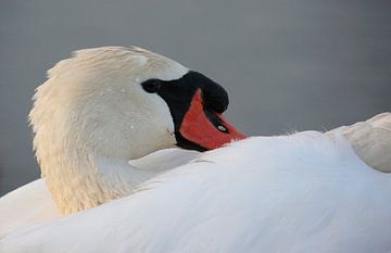 Mute swan by Frank Smedts