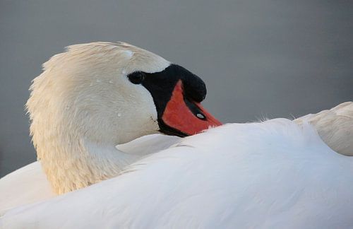 Cygne tuberculé