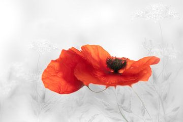 Coquelicot sur Ingrid Van Damme fotografie