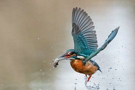 kingfisher