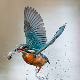 Eisvogel von Kaat Nobelen