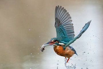 kingfisher by Kaat Nobelen