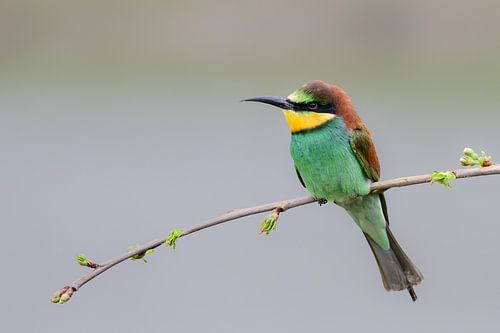 Bee-eater