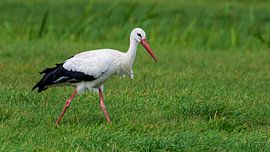 Eeemnesser Polder by Peter Veerman