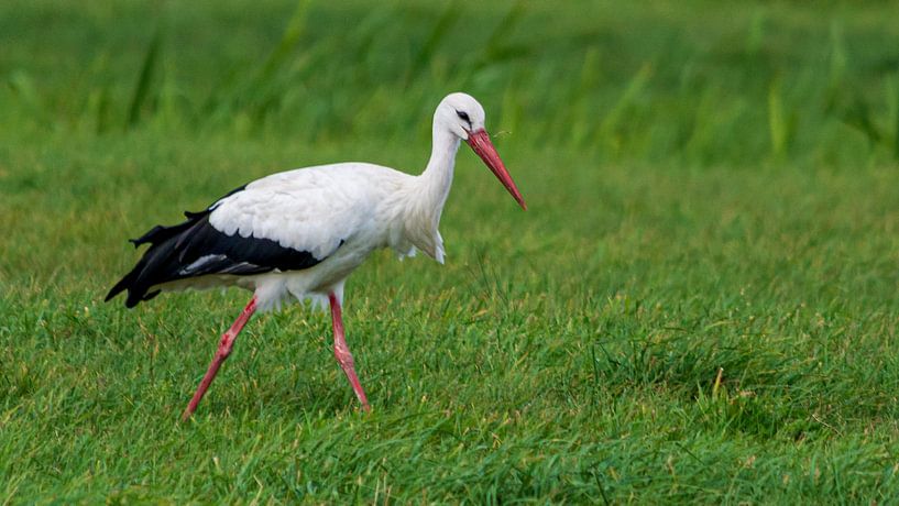 Eeemnesser Polder by Peter Veerman