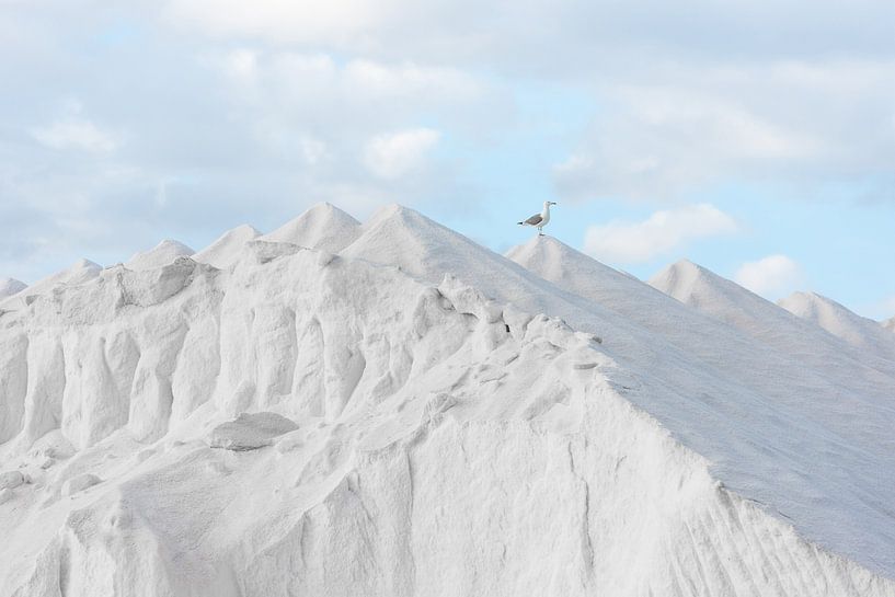 Salt mountain with seagull by XXLPhoto