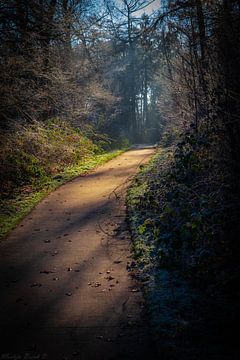 Een wandeling door het bos van Martijn Brink