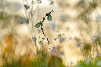 deux papillons atmosphériques au lever du soleil