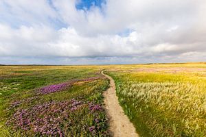 De lange weg van Fabrizio Micciche