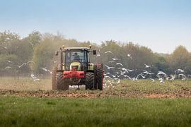 Traktor bei der Arbeit, mit Möwen dahinter. von Janny Beimers