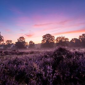 Violettes Leuchten von Koen Boelrijk Photography