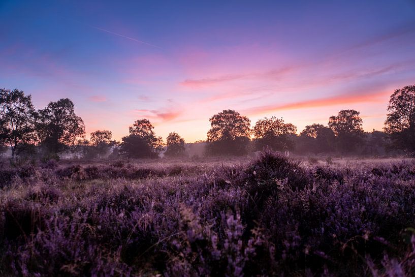 Paarse Gloed van Koen Boelrijk Photography