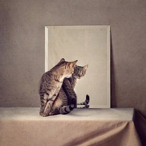 Serie Katzenverhalten - Bin ich ein Kater?   (Version 2)