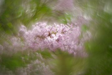 Lilac blossoms by Steffi Hommel