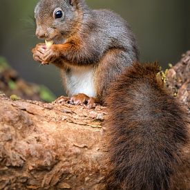 Portret eekhoorn in bos van Marjolein van Middelkoop