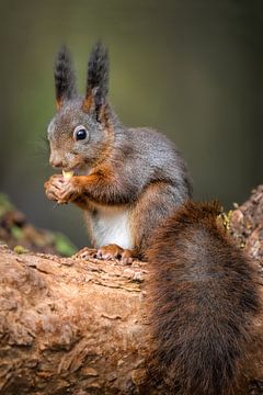 Porträt Eichhörnchen im Wald von Marjolein van Middelkoop