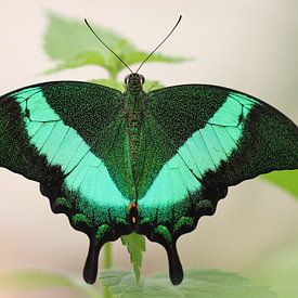 Green-striped Swallowtail by Matthias Brix