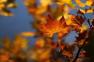 The Autumn Leave by Cornelis (Cees) Cornelissen