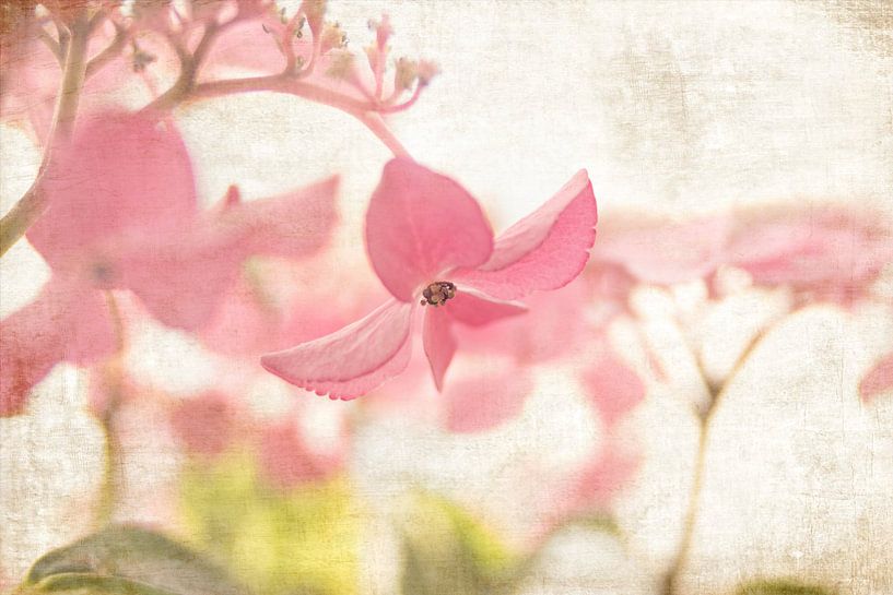 Hortensia by Janny Kleijn