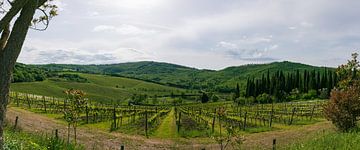 Wijngaard in de buurt van Badia A Passignano van Peter Baier