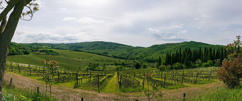Weinberg bei  Badia A Passignano von Peter Baier