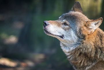 Portret van een Europese grijze Wolf van Wildlife Designs