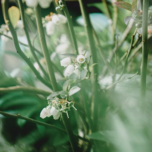Witte besjes in het groen