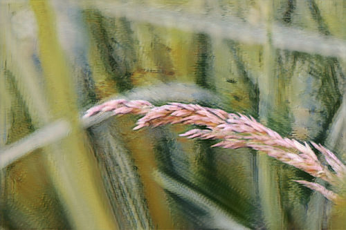 Golden waves, pink dreams