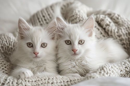 katten in en rondom het huis