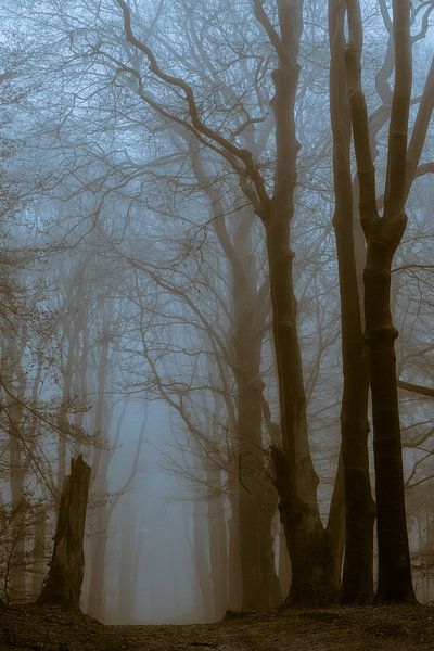 The art of trees by Moetwil en van Dijk - Fotografie