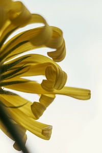 Heldere Gele Bloem Abstract