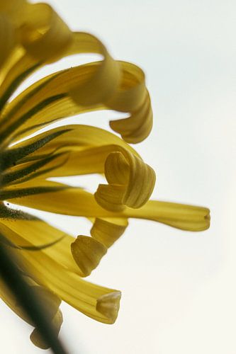 Heldere Gele Bloem Abstract