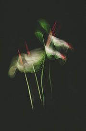 Anthurium, sous différents éclairages