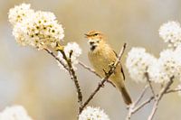 Dromerige foto van Tjiftjaf vogel in bloesemboom