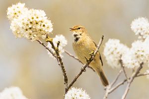 Photo de rêve d'un oiseau Chiffchaff dans un arbre en fleurs