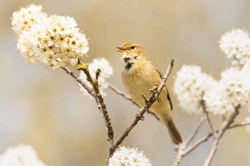 Verträumtes Foto eines Zilpzalp-Vogels in einem blühenden Baum von KB Design & Photography (Karen Brouwer)