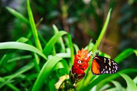 Vlinder op prachtige planten