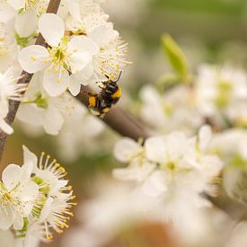 Biene / Hummel im Obst(kirsch)garten von Moetwil en van Dijk - Fotografie