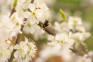 Bee / bumblebee in the fruit (cherry) orchard
